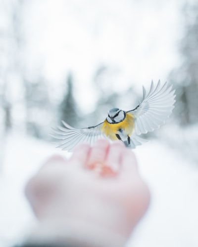 人的手指上有黄色和白色的鸟